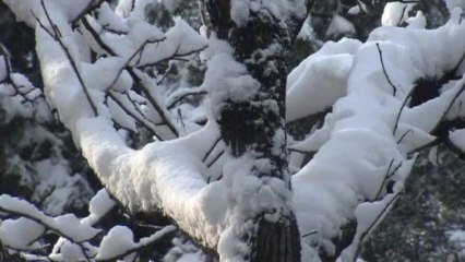 Beijing residents welcome spring snow