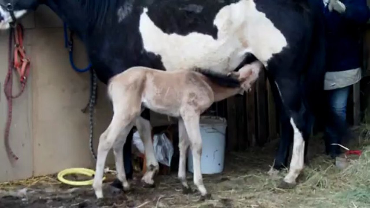 Loulou à l'attache et bb