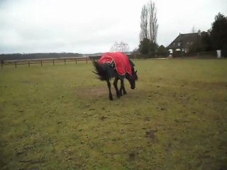 Détente  au paddock !!!!