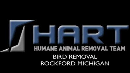 Bird Removal Rockford