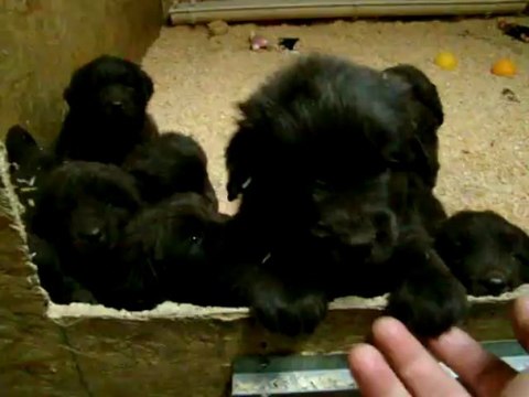 chiots terre neuve marron bronze de l'élevage de VALOYAN