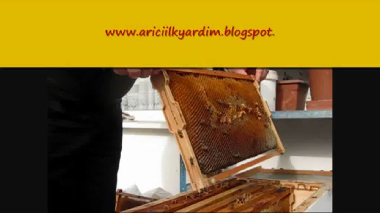14-3-2013 günü arı kontrolü