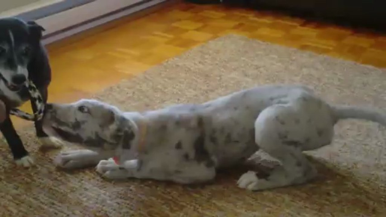 Blü and Sox Playing