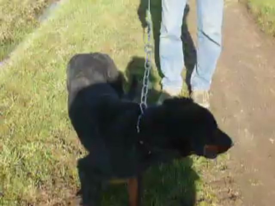 hydromel, 17mars2013