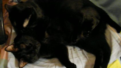 16 03 2013  Toilette d'Elliot par Nolan