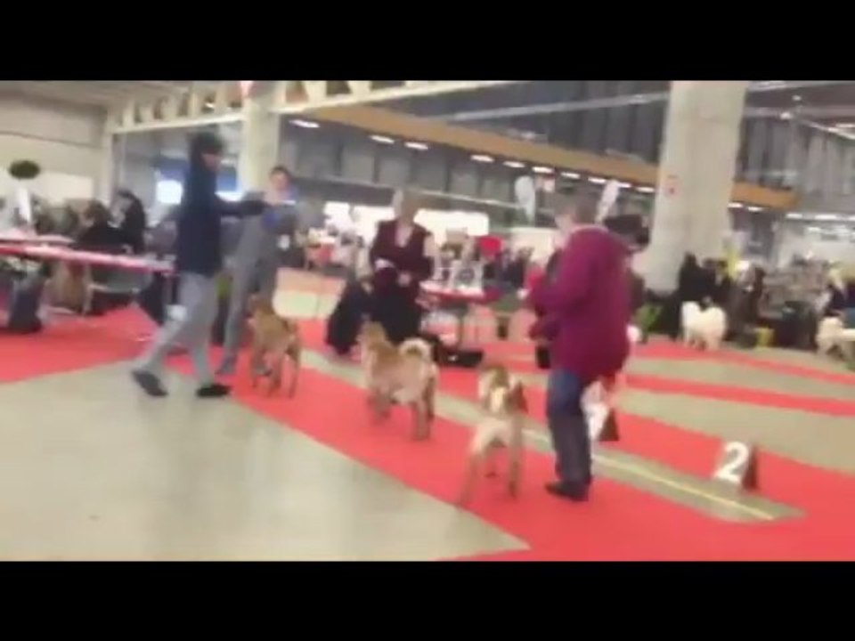 Elevage des LUEURS AUSTRALES : Khambaliq Cayenn Inter Dog Show Fribourg (CH)