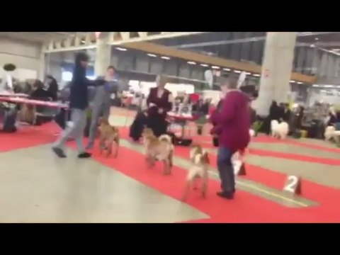 Elevage des LUEURS AUSTRALES : Khambaliq Cayenn Inter Dog Show Fribourg (CH)