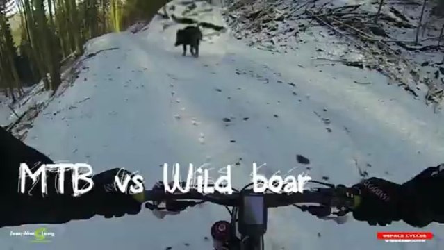 MTB vs Wild boar ...sanglier