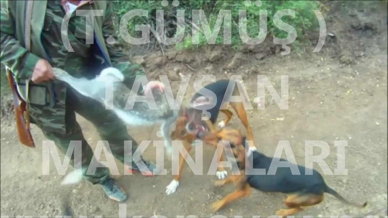 TAVŞAN AVI ( T.GÜMÜŞ )TAVŞAN MAKİNALARI