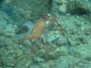 Τεραστιο χταποδι