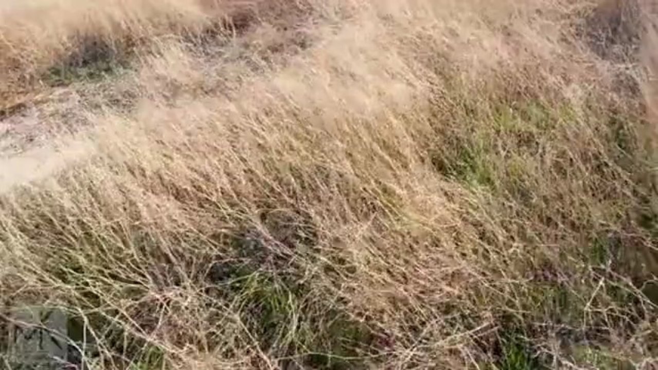 Test de coque MentalKase pour iPhone