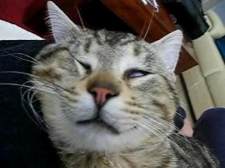 Mon chat James qui rêve