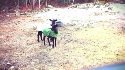 Bunlarin-icine-insan-girmis-