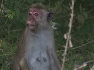 Je me suis  fait belle pour toi