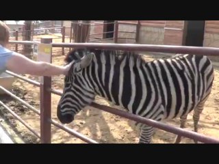 Just Hatched in Korea: Jeonju Zoo Visit