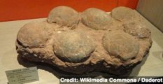 Hundreds of Dinosaur Egg Fossils Found in Spain