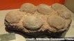 Hundreds of Dinosaur Egg Fossils Found in Spain