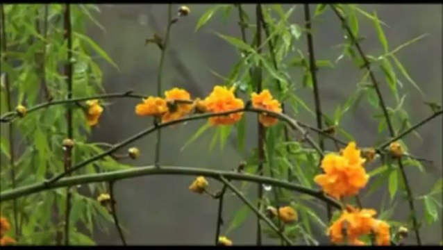 Erkan Oğur - Hey Onbeşli Onbeşli