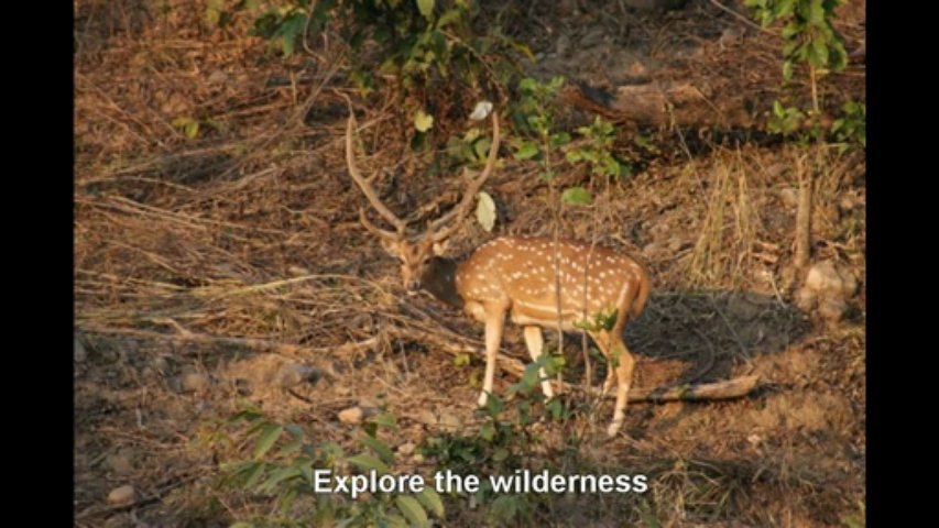 Explore The Wilderness