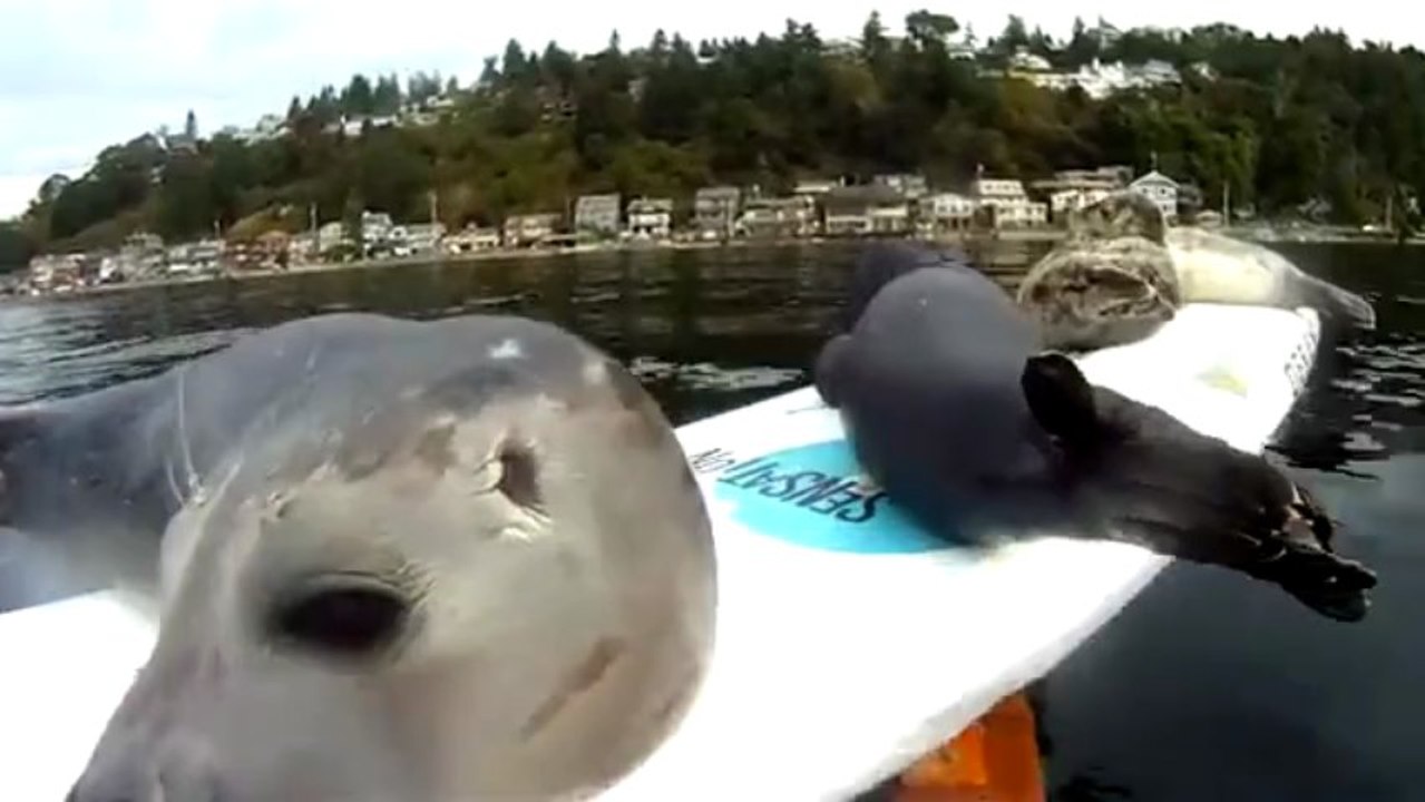 Des phoques sur une planche à voile