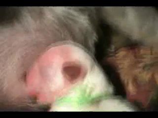 AMAZING DOG BIRTH!!