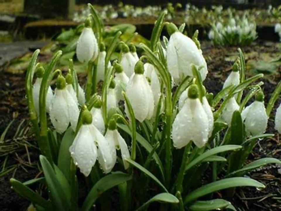 Wiosenne Wspomnienia.