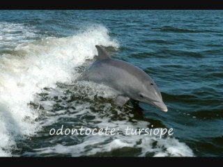 evoluzione dei cetacei