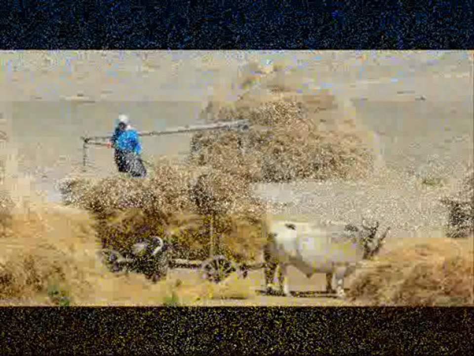 Niğdeli Bayram Kınık Harmana Serdiler Sarı Samanı