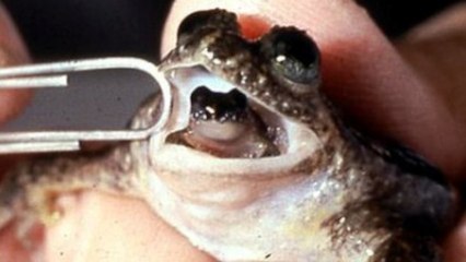 Out of All Extinct Species, Science Resurrects This Horrible Frog