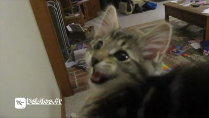 Le chat qui fait un bruit de chèvre !