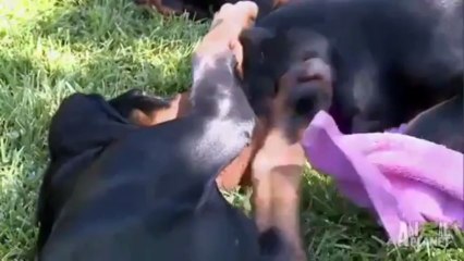 PET PRESTİJ / PET SÜPERMARKET