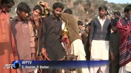 Dog fights illegal but still popular in Pakistan