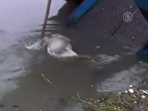 Из Хуанпу выловили уже 9500 свиных трупов