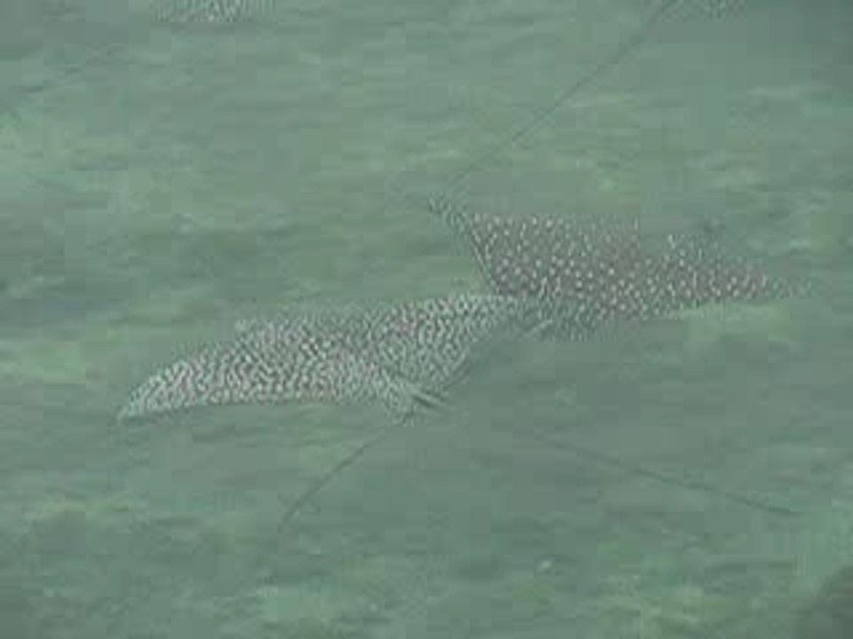 polynesie-huahine-raies