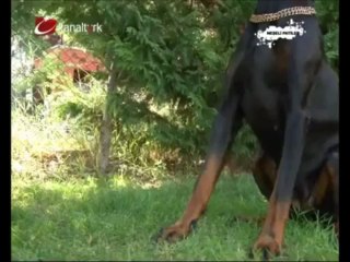 PET PRESTİJ / PET SÜPERMARKET