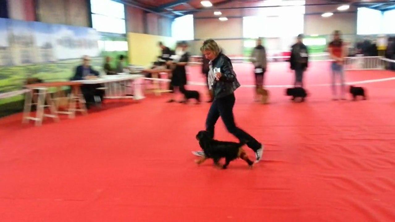 Montluçon 2013 Spéciale de race