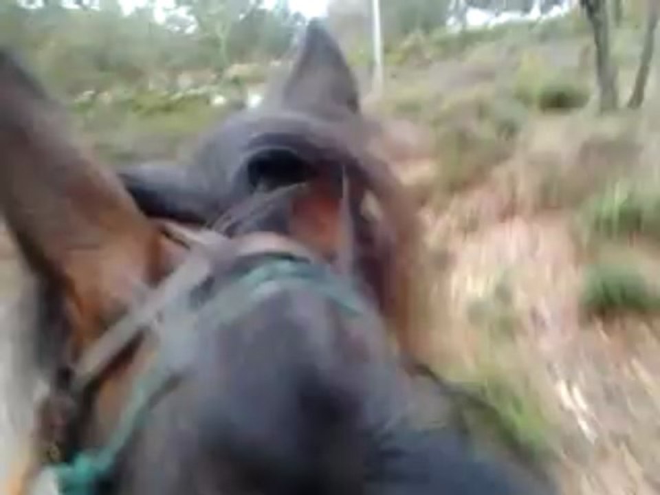 Travail sur sol dur pour Karta et ses p'tits pieds nus, entre 2 averses pour changer un peu de la gadoue....... Avec ma Louna toujours heureuse de nous accompagner