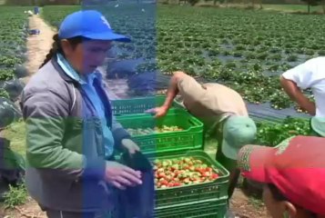 18 MARZO 2013 Primer Feria Alianza por el Campo web