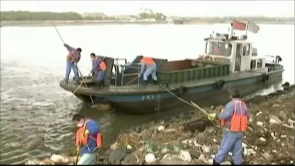 Chine : certains cochons repêchés à Shanghai seraient atteints de maladie infectieuse