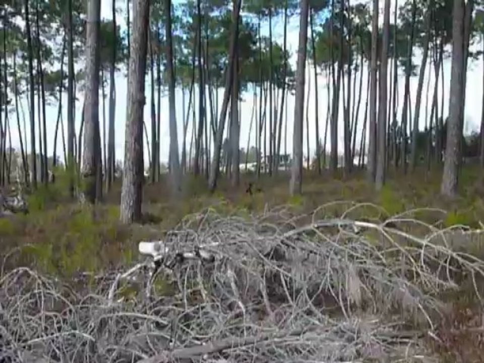 Griotte et flora dans les bois