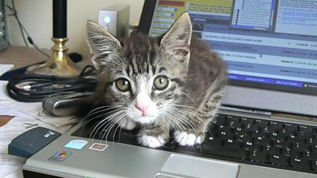 Reasons Cats Love to Sleep on Your Computer