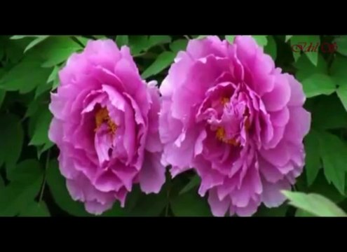 Grup Yansımalar - Günışığı Enstrümental Music