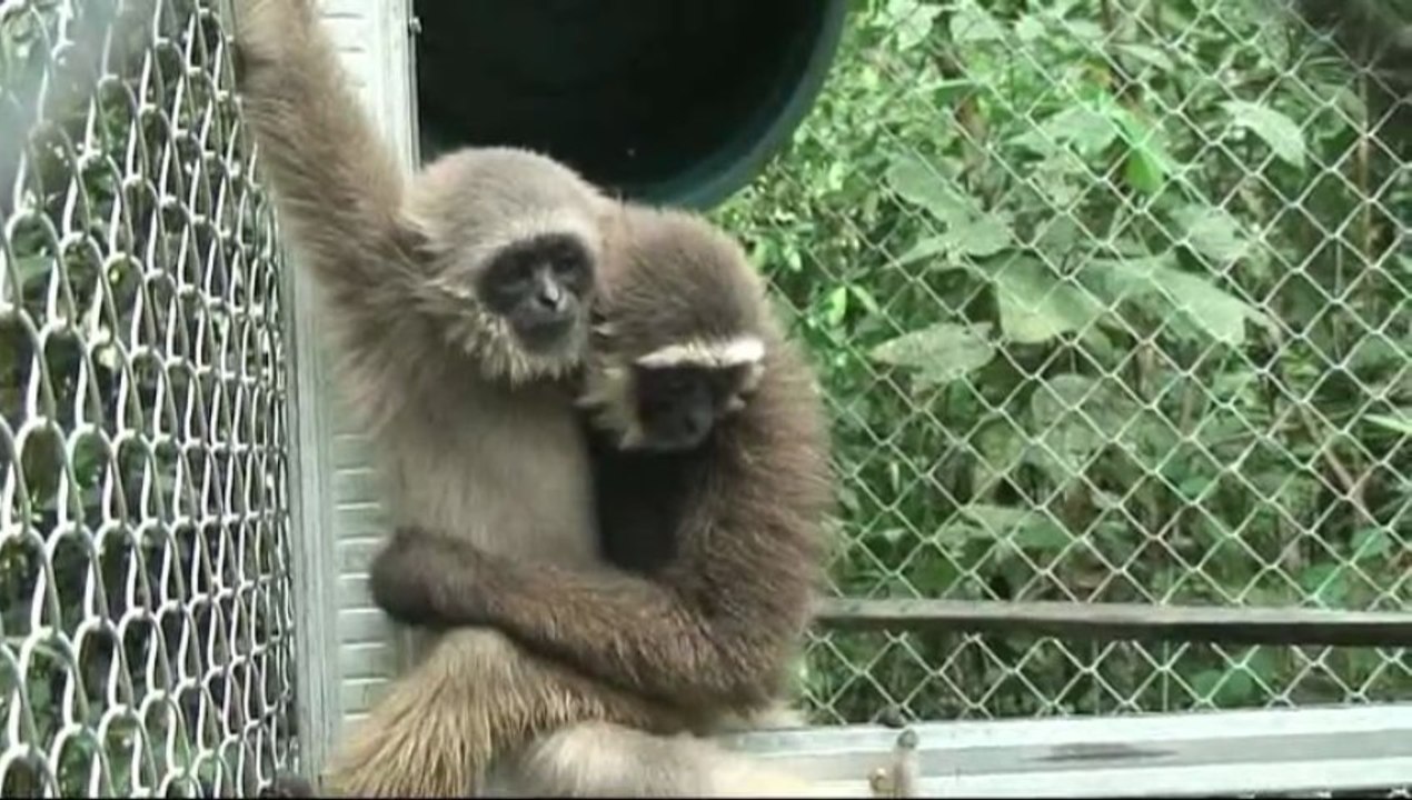 March 2013, 2 new gibbons at Kalaweit