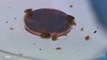 Bed Bugs Becoming More Resistant to Insecticides