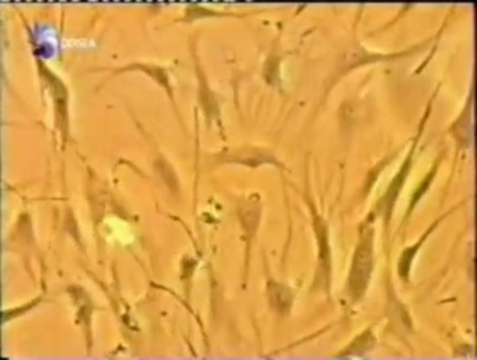 Nanotecnologia: Medicina regenerativa (Samuel Stupp)