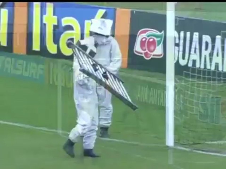 Un match arrêté par un essaim d'abeilles