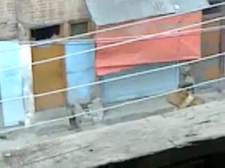 Indian Forces Terrorizing Muslims in Kashmir