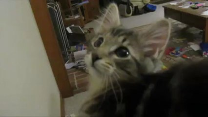 Gatinho imita bode - Tugalol