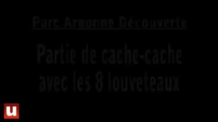 Découvrez les huit louveteaux du Parc Argonne Découverte