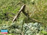 Les dégâts dans la forêt suite à l'orage du 7 juin